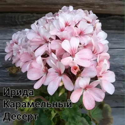 irida-karamelnyy-desert-2-333504