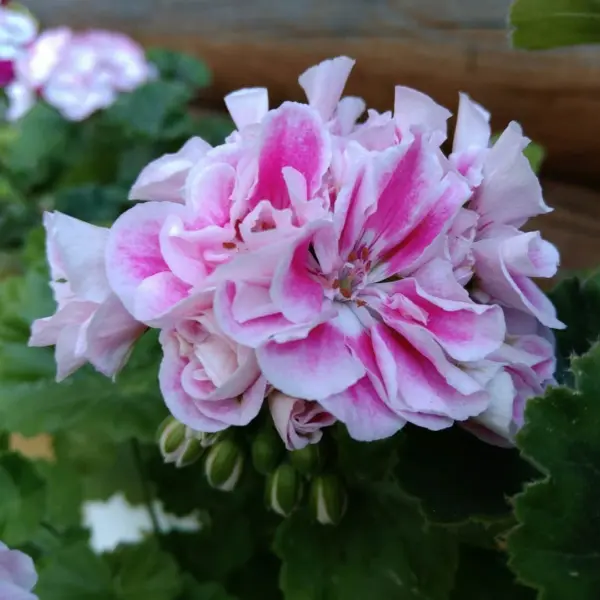 irida-konfetti-1-333490