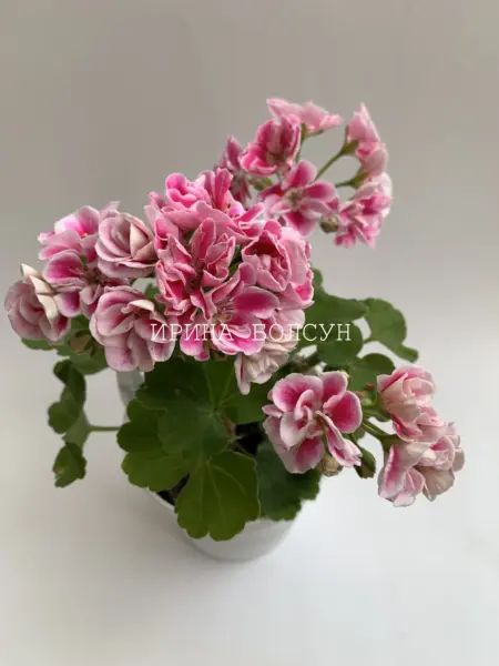 irida-konfetti-2-333490