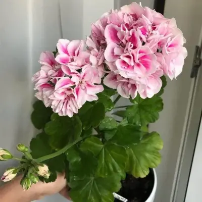 irida-konfetti-7-333490