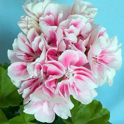 irida-konfetti-main-333490