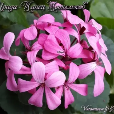 irida-tanets-motylkov-6-333522
