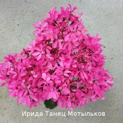 irida-tanets-motylkov-8-333522