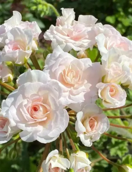 iv-dafna-3-336511