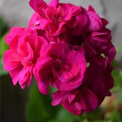 iv-neapolitanskaya-noch-4-333588