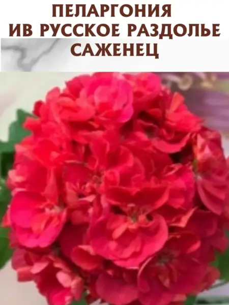 iv-russkoe-razdole-1-335640