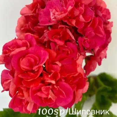 iv-russkoe-razdole-5-335640