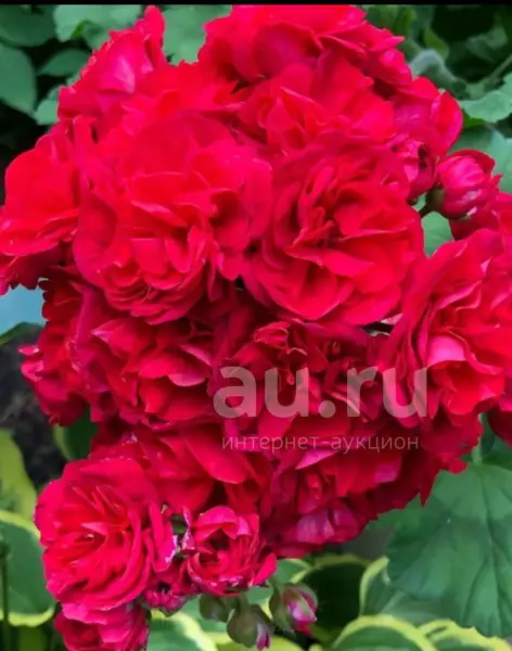 iv-uhar-kupets-4-336168