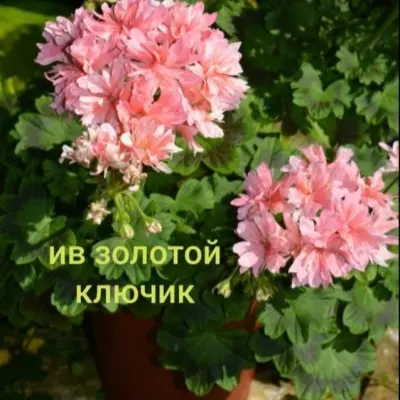 iv-zolotoy-klyuchik-7-336299