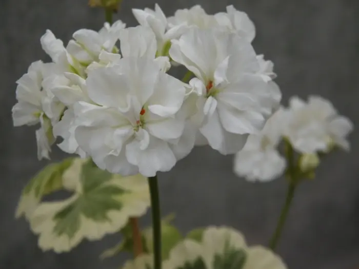 ivory-snow-1-334666
