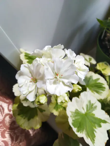 ivory-snow-2-334666