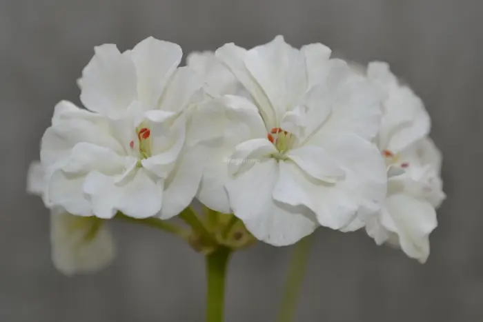 ivory-snow-3-334666