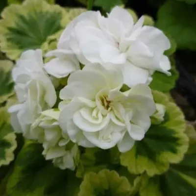 ivory-snow-5-334666