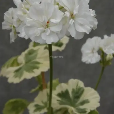 ivory-snow-6-334666