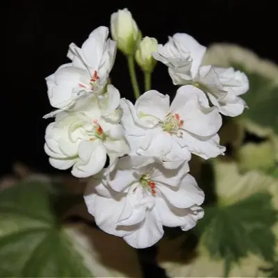 ivory-snow-7-334666