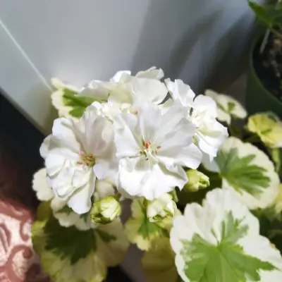 ivory-snow-8-334666