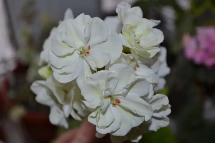 ivory-snow-main-334666