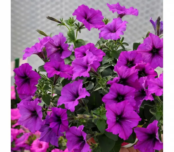 izi-veyv-violet-1-342811