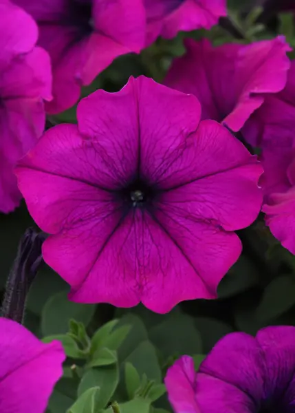 izi-veyv-violet-2-342811