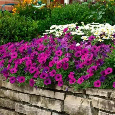 izi-veyv-violet-6-342811