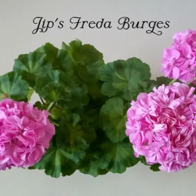jip-s-freda-burges-7-335406