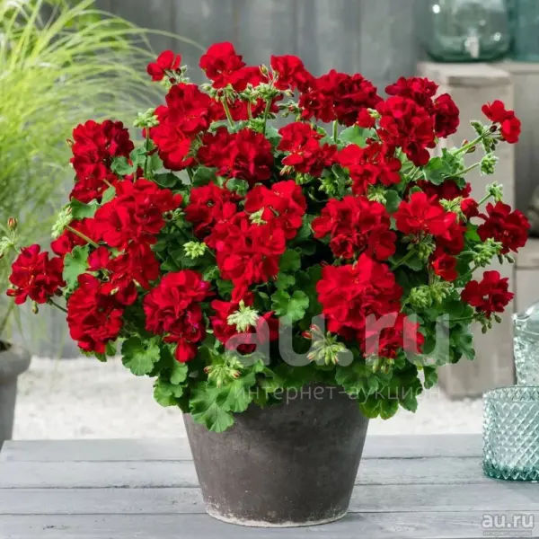 kaliope-dark-red-1-339277