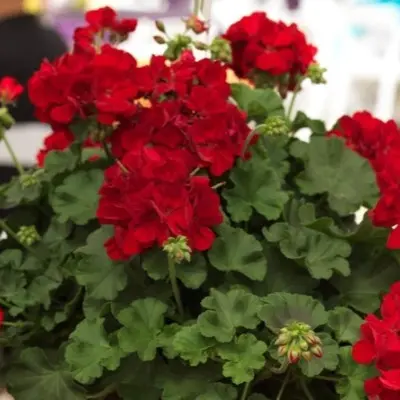 kaliope-dark-red-2-339277