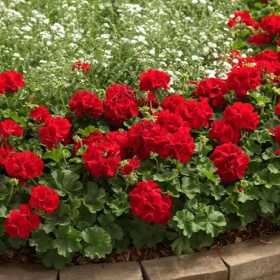 kaliope-dark-red-4-339277