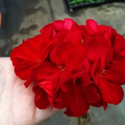 kaliope-dark-red-5-339277
