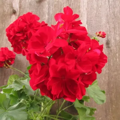 kaliope-dark-red-6-339277