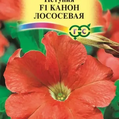 kanon-lososevaya-3-342609