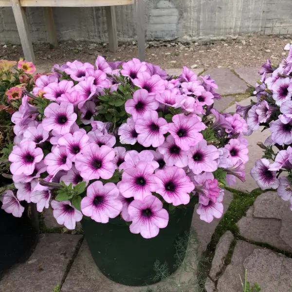 kapella-pink-leys-2-342589