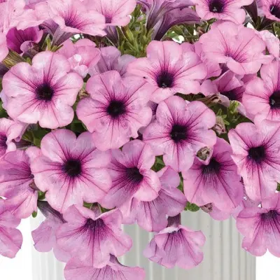 kapella-pink-leys-5-342589