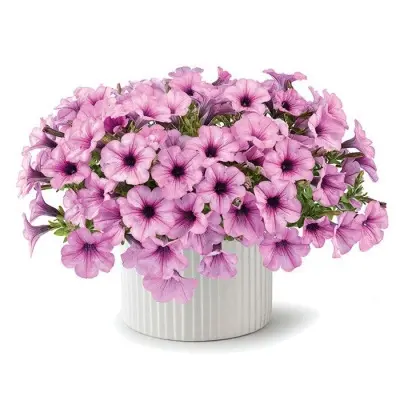 kapella-pink-leys-6-342589