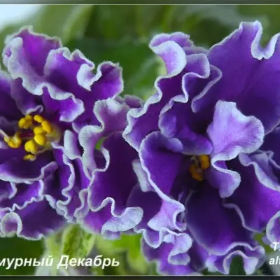 ko-pasmurnyy-dekabr-6-326421