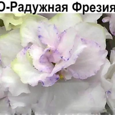 ko-raduzhnaya-freziya-4-323131