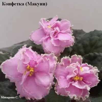 konfetka-makuni-5-329135