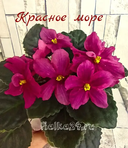 krasnoe-more-1-315747