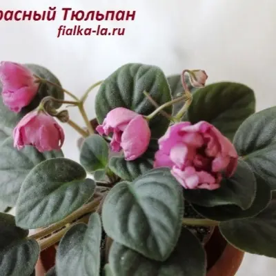 krasnyy-tyulpan-9-321795