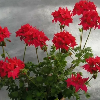 kvantum-f1-red-1-339313