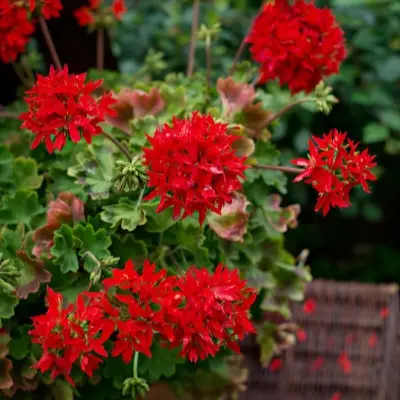kvantum-f1-red-4-339313