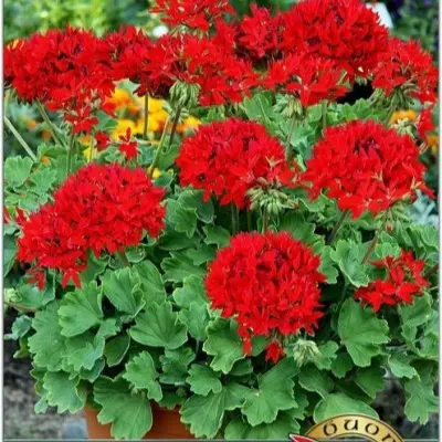 kvantum-f1-red-5-339313
