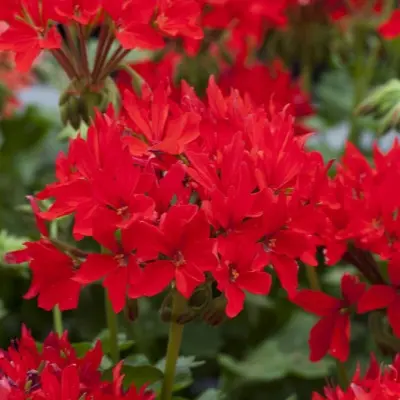 kvantum-f1-red-main-339313