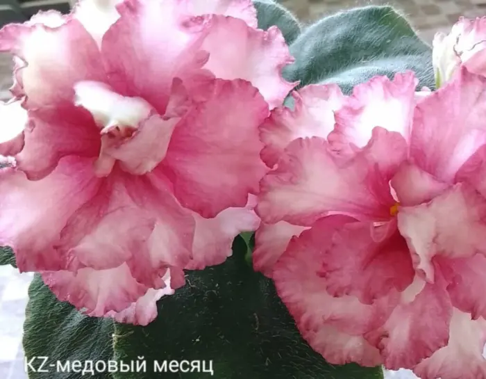 kz-medovyy-mesyats-1-311445