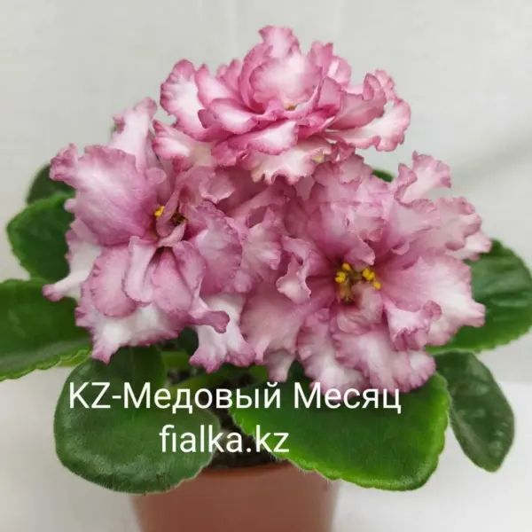 kz-medovyy-mesyats-2-311445