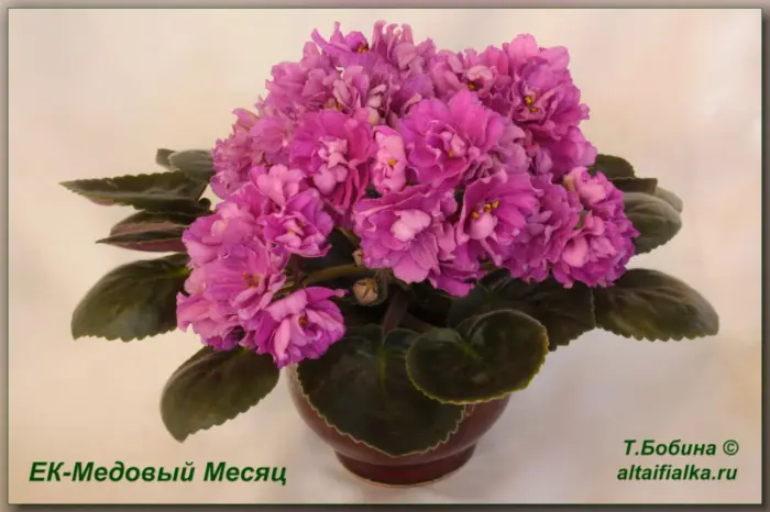 kz-medovyy-mesyats-4-311445