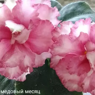kz-medovyy-mesyats-8-311445