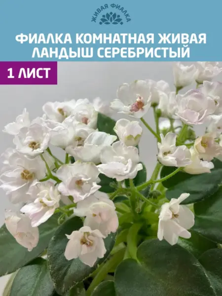 landysh-serebristyy-1-316861