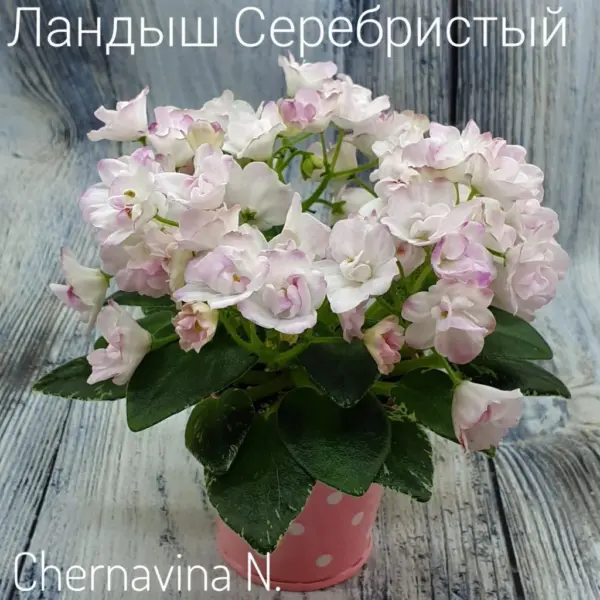 landysh-serebristyy-2-316861