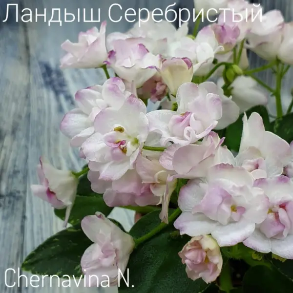landysh-serebristyy-3-316861